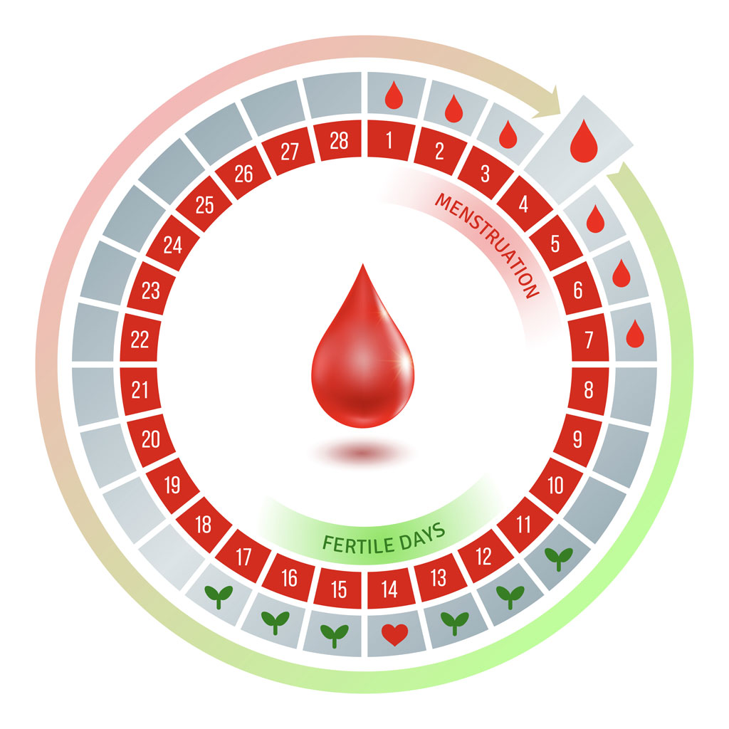 Menstrual Cycle